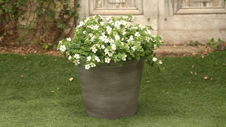 白い花を咲かせているステラ・スノーストーム