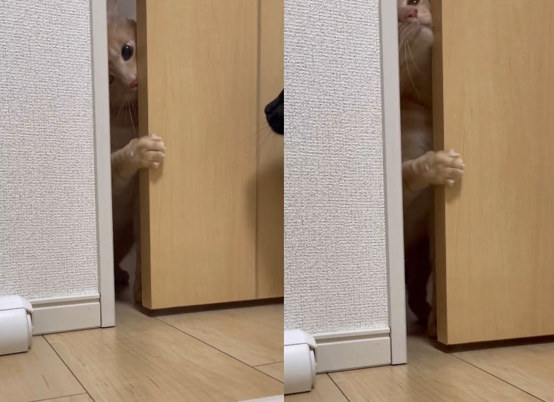 投稿動画のワンシーン