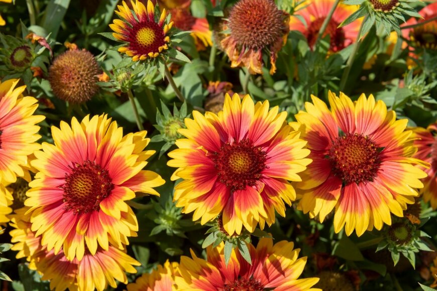 ガイラルディアの花