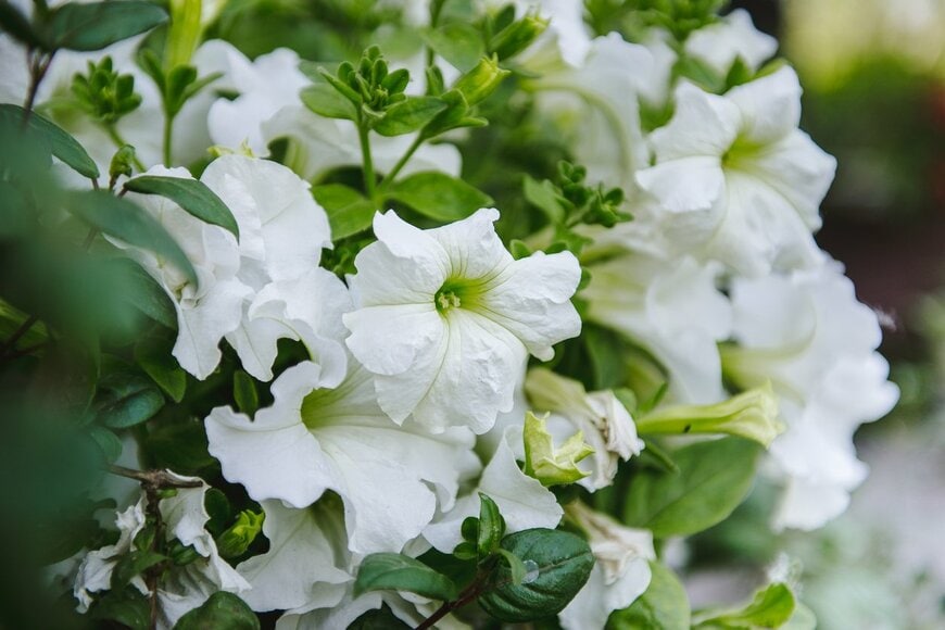 白いペチュニアの花が咲いている。葉は緑。