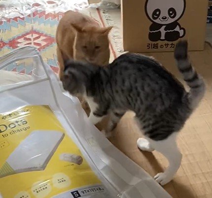 反省する猫