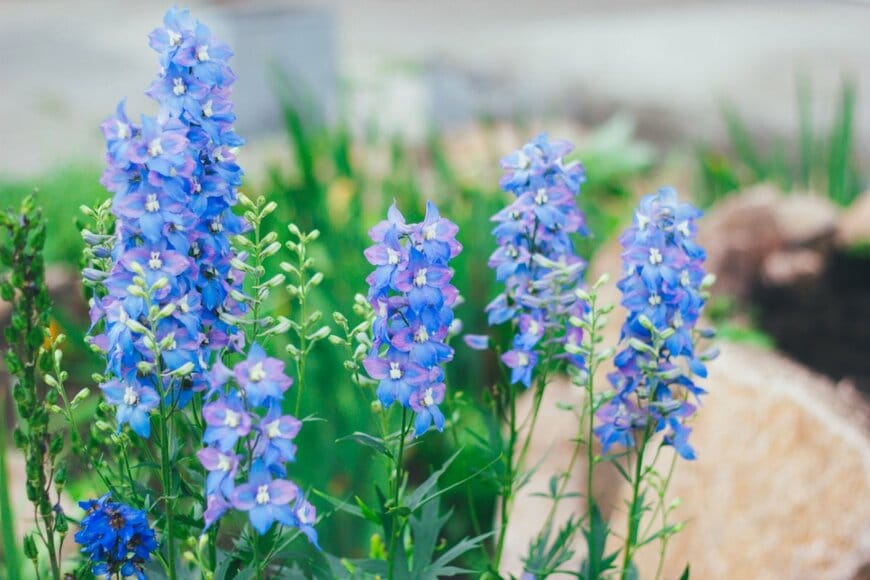 薄紫と水色、ツートーンのデルフィニウムの花々