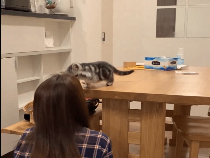 だるまさんがころんだの子猫