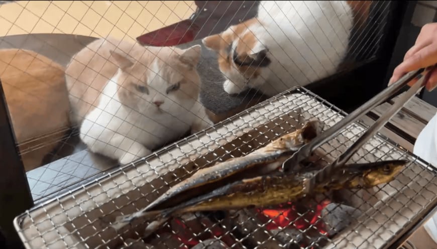 サンマが食べたい猫たち