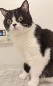猫の飼い主がお風呂に入ると→人間味あふれる猫の鳴き声や行動に笑い転げてしまう