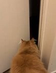 猫がドアを通る姿に注目！→人間のようなリアクションに吹き出してしまう