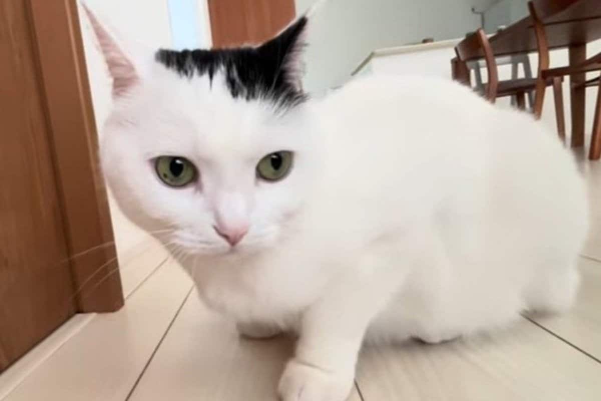 避難訓練をする猫さんに思わず二度見 完璧な訓練姿に「偉い」 | LIMO