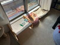 窓辺で「猫と一緒に昼寝」していたのは…　ほほえましい正体に笑ってしまう