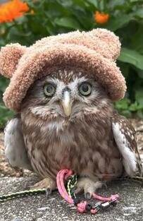 【脱いでも映えるフクロウ！？】花の前で帽子をかぶってキメポーズからのうっかりポロリに思わず二度見