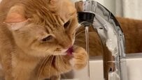 蛇口から水を飲む猫ちゃん　まさかの飲み方に「お行儀良いのね」「頭いい」
