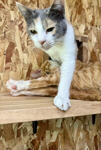 「よっこらしょ！」兄猫を堂々とまたぐ妹猫が強い！兄猫「僕を跨いでいくんだね…」