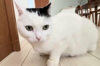 避難訓練をする猫さんに思わず二度見　完璧な訓練姿に「偉い」
