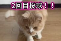 【猫あるある】手作りおもちゃを猫に与えた結果→思わず笑ってしまう展開が話題