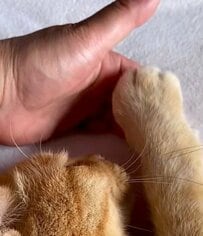 布団をしまいたい母と元保護猫の攻防に和む「今日もたっぷり甘えよう」