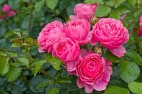 栽培歴30年ガーデナーおすすめ【長く咲くバラ】花もちがいい品種5選＆春の「芽かき」時期と方法