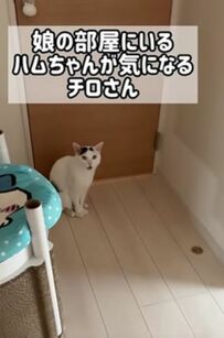  「ドアの向こうが気になるね」同居猫ちゃんが気になって仕方ない猫ちゃんにSNSユーザーがキュン