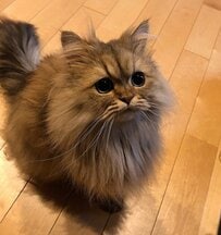 睡魔に勝てない猫…人間のようにうつむいて居眠りする姿にほっこり