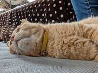 【脱力】横たわる姿が「抜け殻」のような猫ちゃん…コメント欄「落ち込むことでもあった？」と心配の声