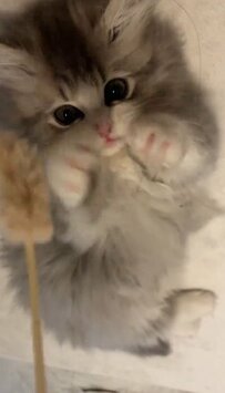 【モフモフの猫じゃらしに大興奮の子猫ちゃん】夢中で捕まえようとする姿が可愛すぎる！目にも止まらぬ速さにビックリ