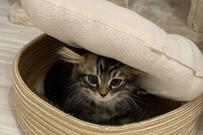 「そうじゃないの…」個性溢れる猫の行動　成長後も変わらぬ可愛さ