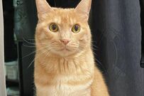 【猫は液体】身体が柔らかすぎて「ねじれすぎる猫」が話題　飼い主は「ねじれすぎじゃね？」