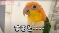 【会いたくて震えるインコ】大好きなパパが出かけると震えてしまうインコが愛おしい！
