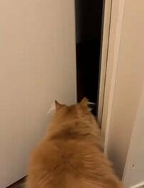 猫がドアを通る姿に注目！→人間のようなリアクションに吹き出してしまう