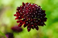 【ガーデニング】晩秋の庭に似合う「ボルドーカラーの花」最強7選