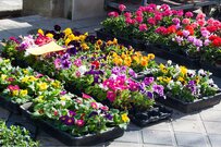 ガーデニングを始めたい！植物の育て方のコツ＆初心者向きオススメ草花5選