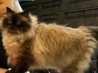 「本体はどこからなの？」椅子の下から猫ちゃんのふさふさが見え隠れ…愛らしい姿にほっこり
