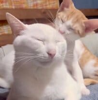 大好きな先輩を毛づくろいする子猫　だんだん目が開いて…まさかのオチに爆笑