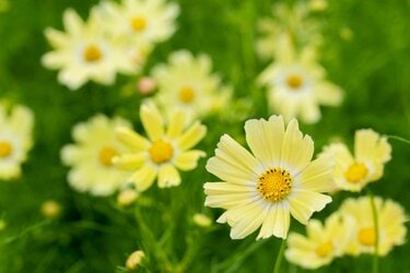 コスモス様 リクエスト 2点 まとめ商品 コスモスなの様 リクエスト 2点