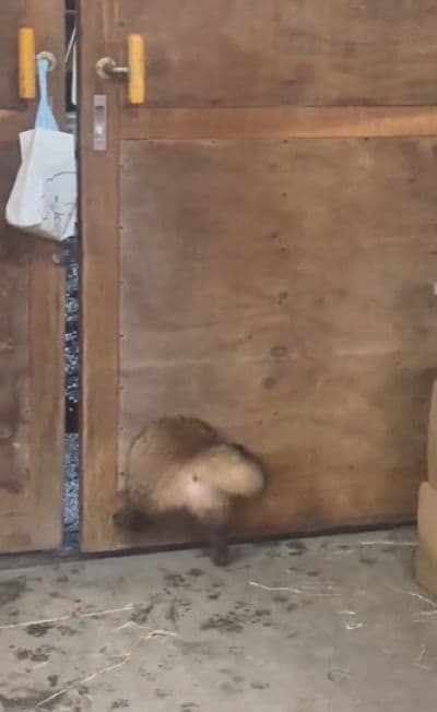 どんくさくてかわいいたぬきが話題