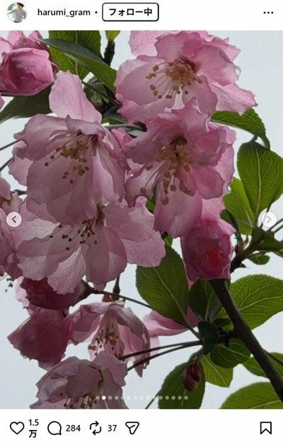 栗原はるみのInstagram投稿