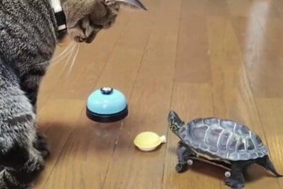 おやつをどうぞ