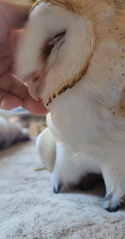 投稿動画