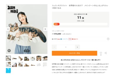 株式会社フェリシモ、世界級の大きさ！？　メインクーンのもふもふダイカット抱きぐるみ商品画像
