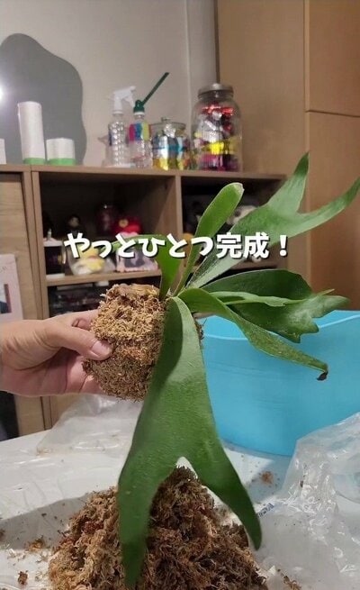 変身後の苔玉
