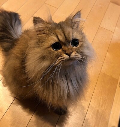 お目々くりくり、毛はふわふわ かわいいパピコくん