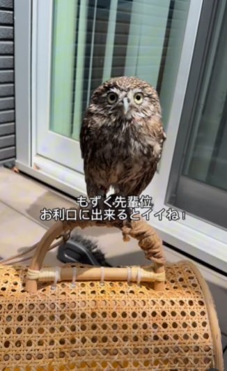 投稿動画のワンシーン