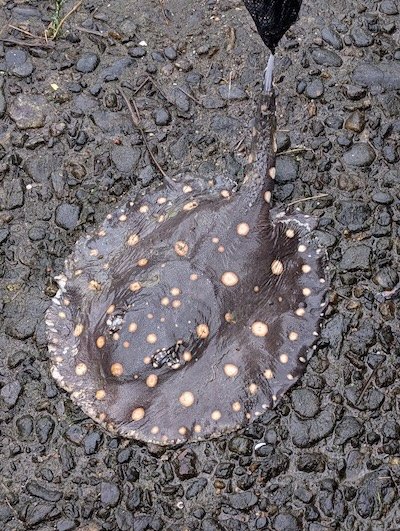 投稿の画像
