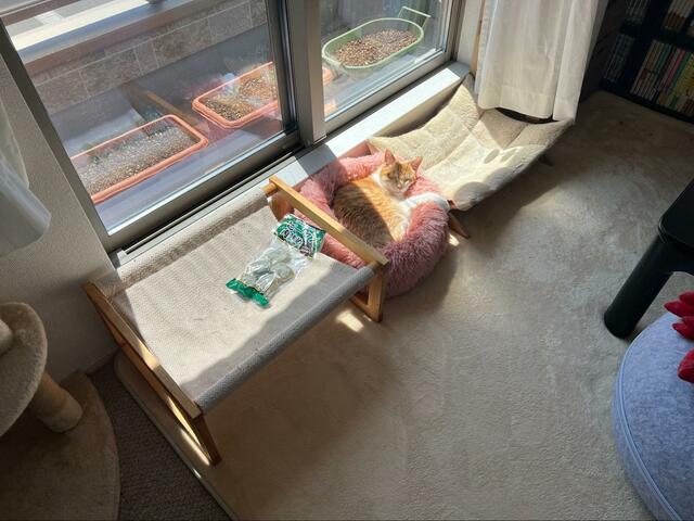 窓辺で「猫と一緒に昼寝」していたのは…　ほほえましい正体に笑ってしまう