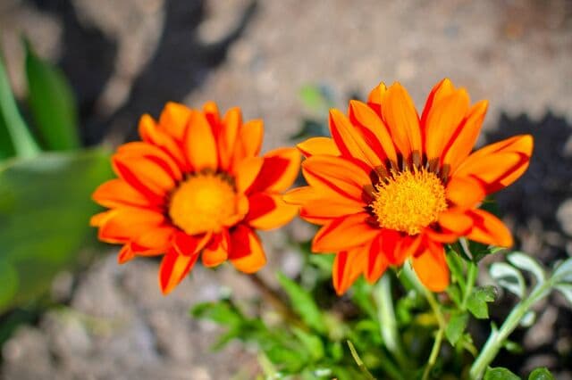 狭い庭でもローメンテで花いっぱい！植えっぱなしで「毎年春～秋に花が咲く」おすすめ多年草5選