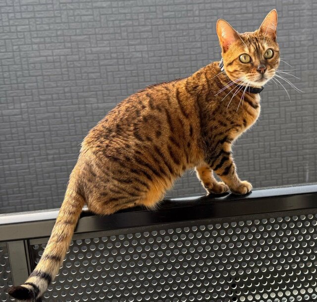 「寄ってく？」美しきヒョウ柄のベンガル猫 小窓からの可愛すぎるお誘いに思わずほっこり