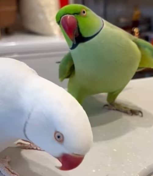 【ペロリするインコ】「かまって欲しさに、つい...」思わずお友だちを「ペロリ」してしまうインコが大胆過ぎる！