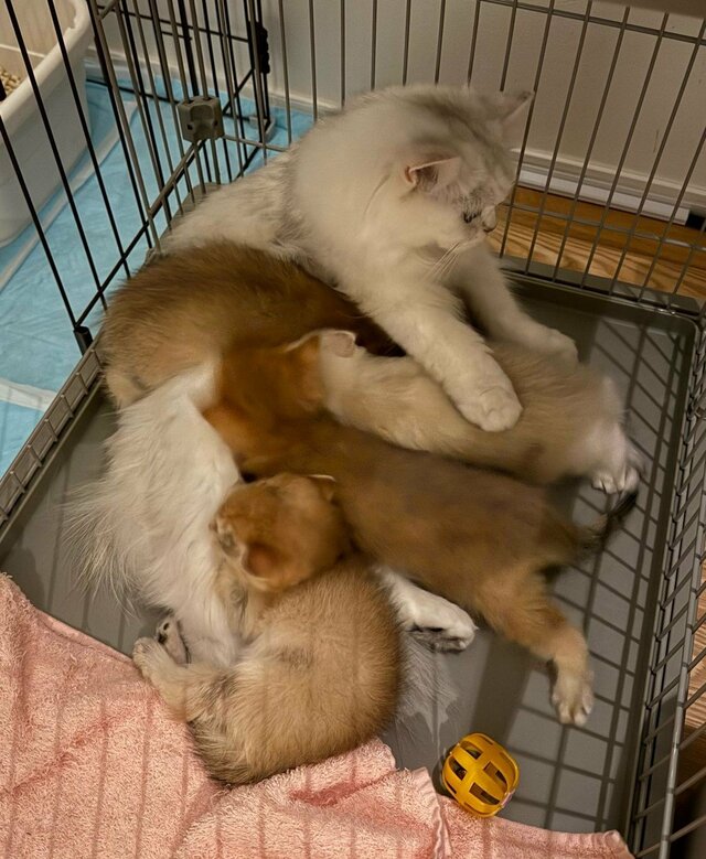 「ママだーー！」母猫にしがみつく子猫たちにが可愛すぎる！一生懸命な様子にキュン