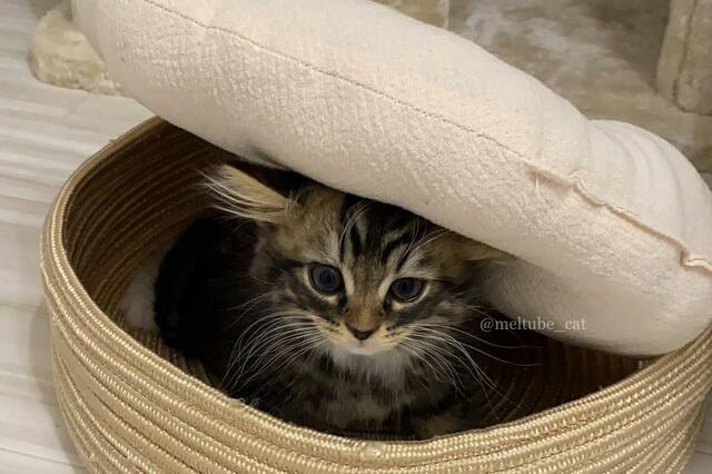 「そうじゃないの…」個性溢れる猫の行動　成長後も変わらぬ可愛さ