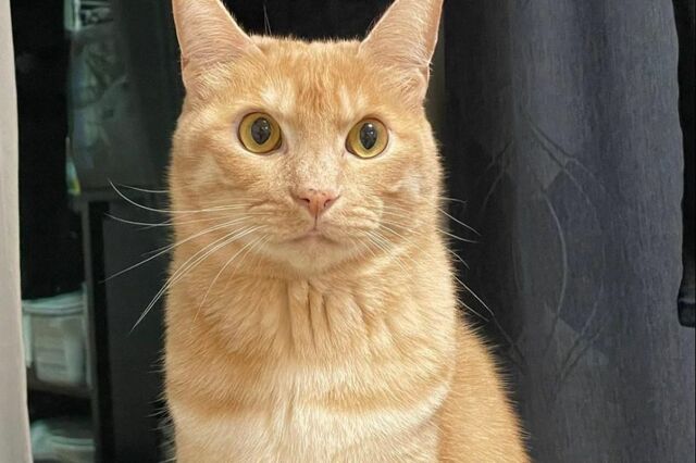 【猫は液体】身体が柔らかすぎて「ねじれすぎる猫」が話題　飼い主は「ねじれすぎじゃね？」
