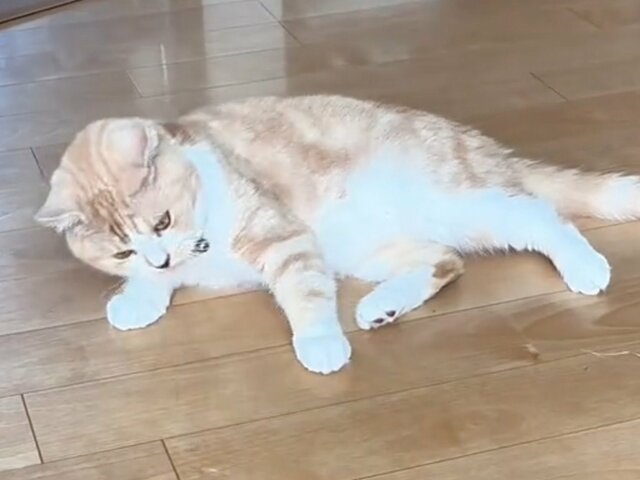 【爆笑】「大好きなもの」にひっくり返る猫　まさかの展開に笑いが止まらない！