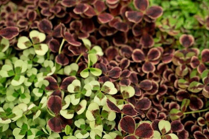 ダーク系の大人な葉色が魅力的